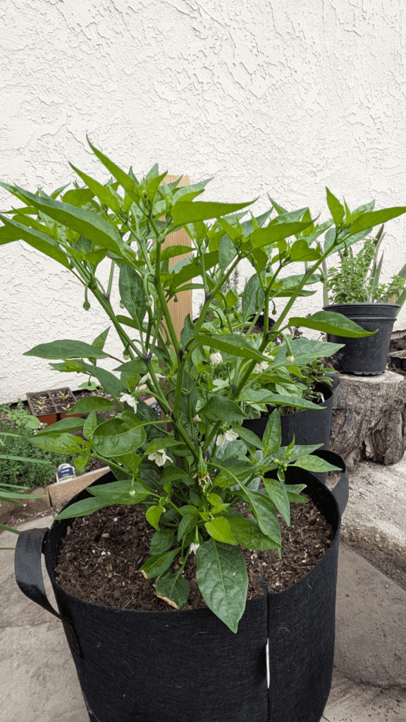 First time growing Shishito peppers!