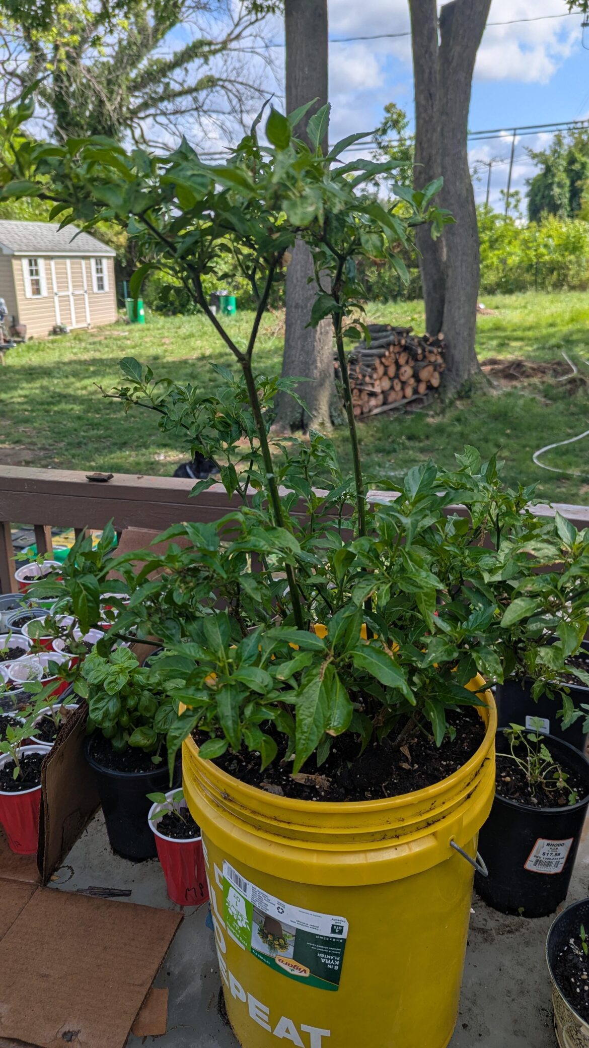 This Tabasco going on its 3rd season this year