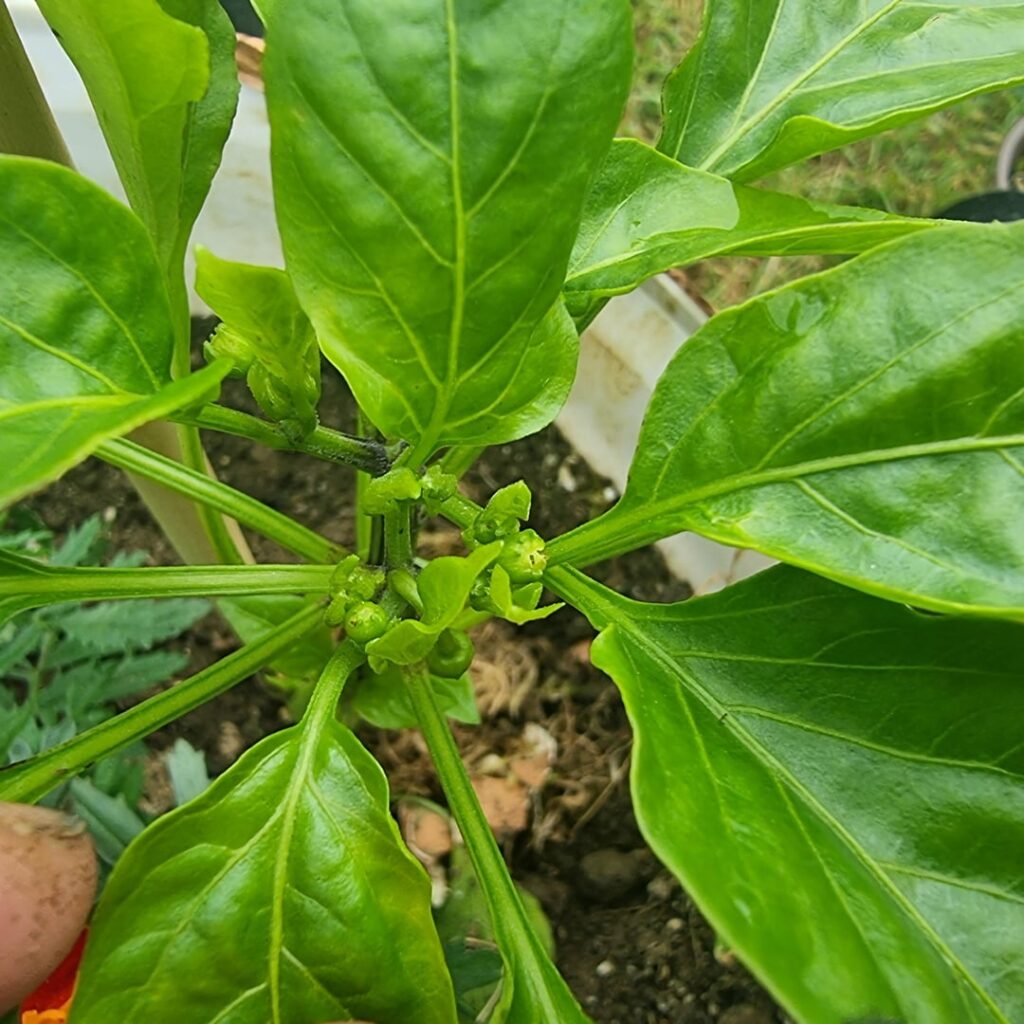 Two bell peppers, had lots of wine and cool nights and rain