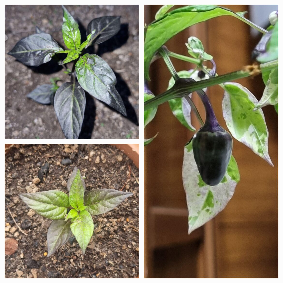 What is the prettiest, most ornamental pepper in your opinion?