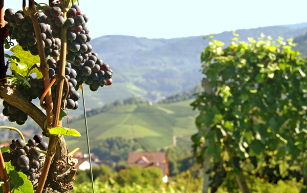 Pinot Noir in Waldulm at the Black Forest's edge. photo credit: bonvinitas