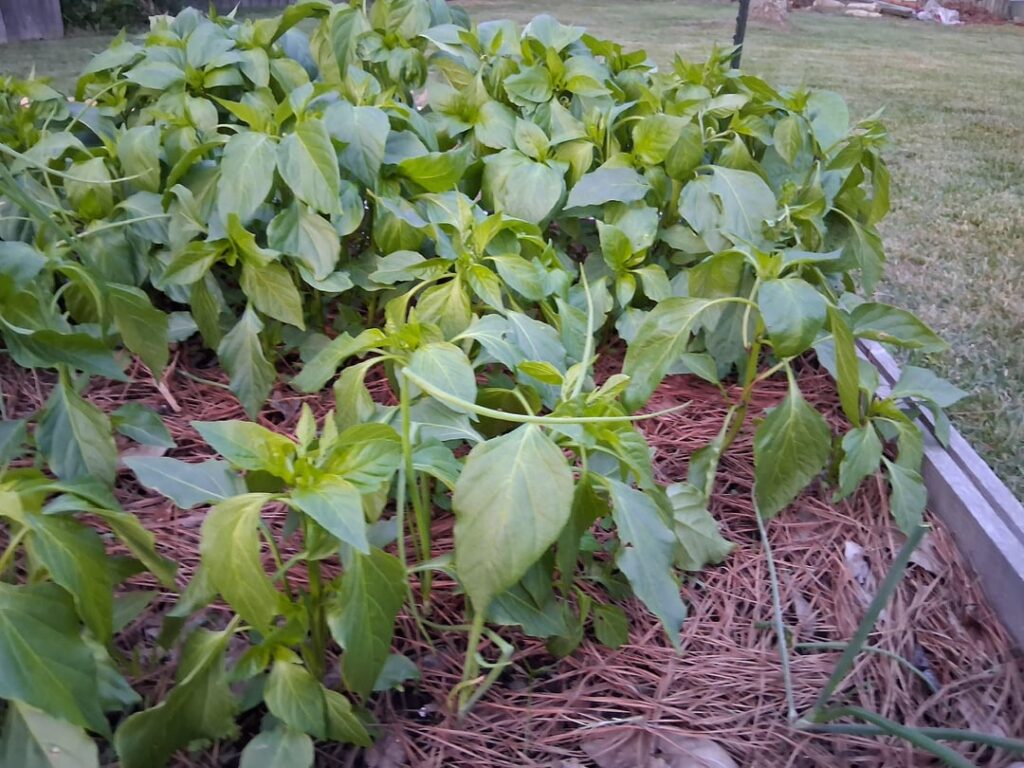 I played onion seeds. Why do they look like pepper plants?
