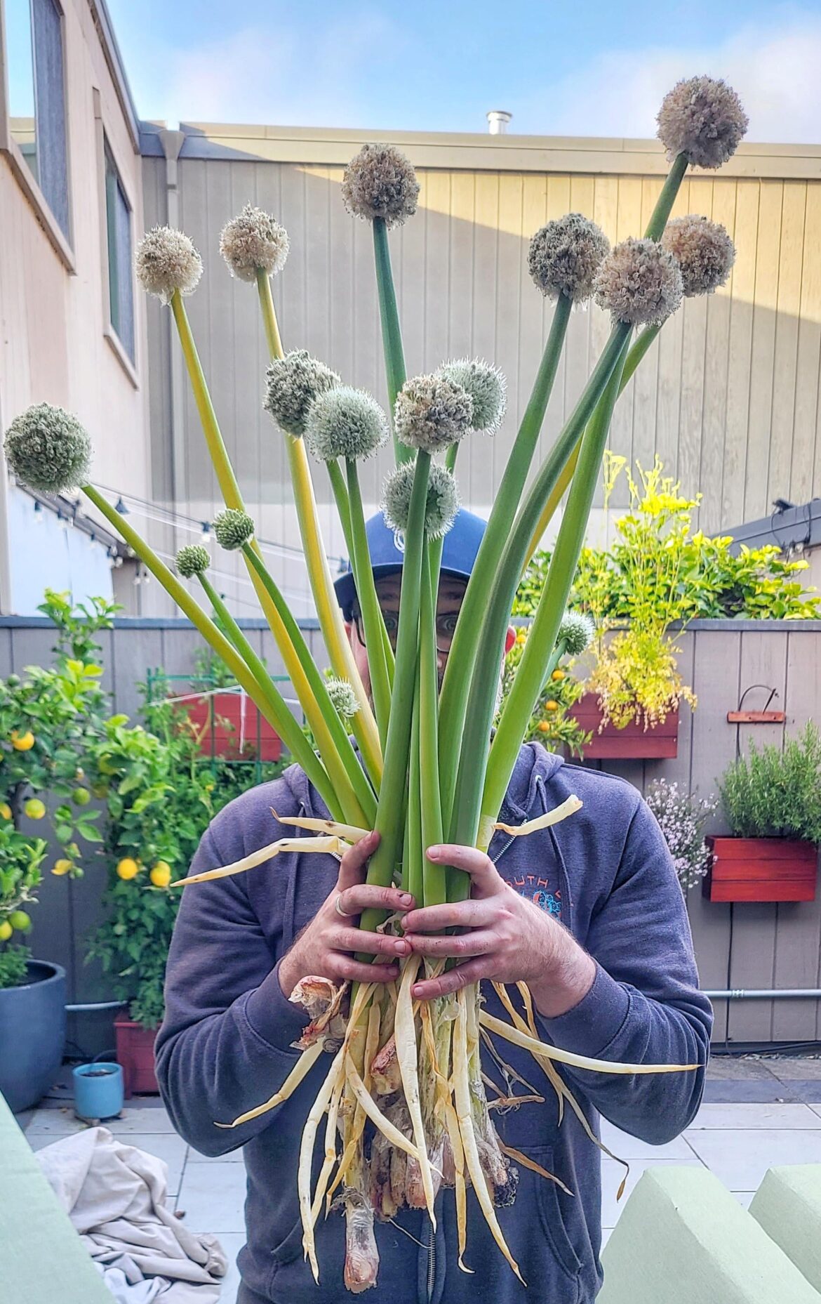 Finally harvested my green onions. AMA