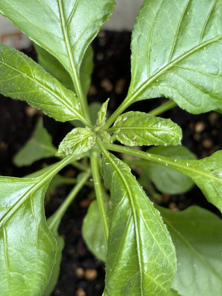 What are these bugs?