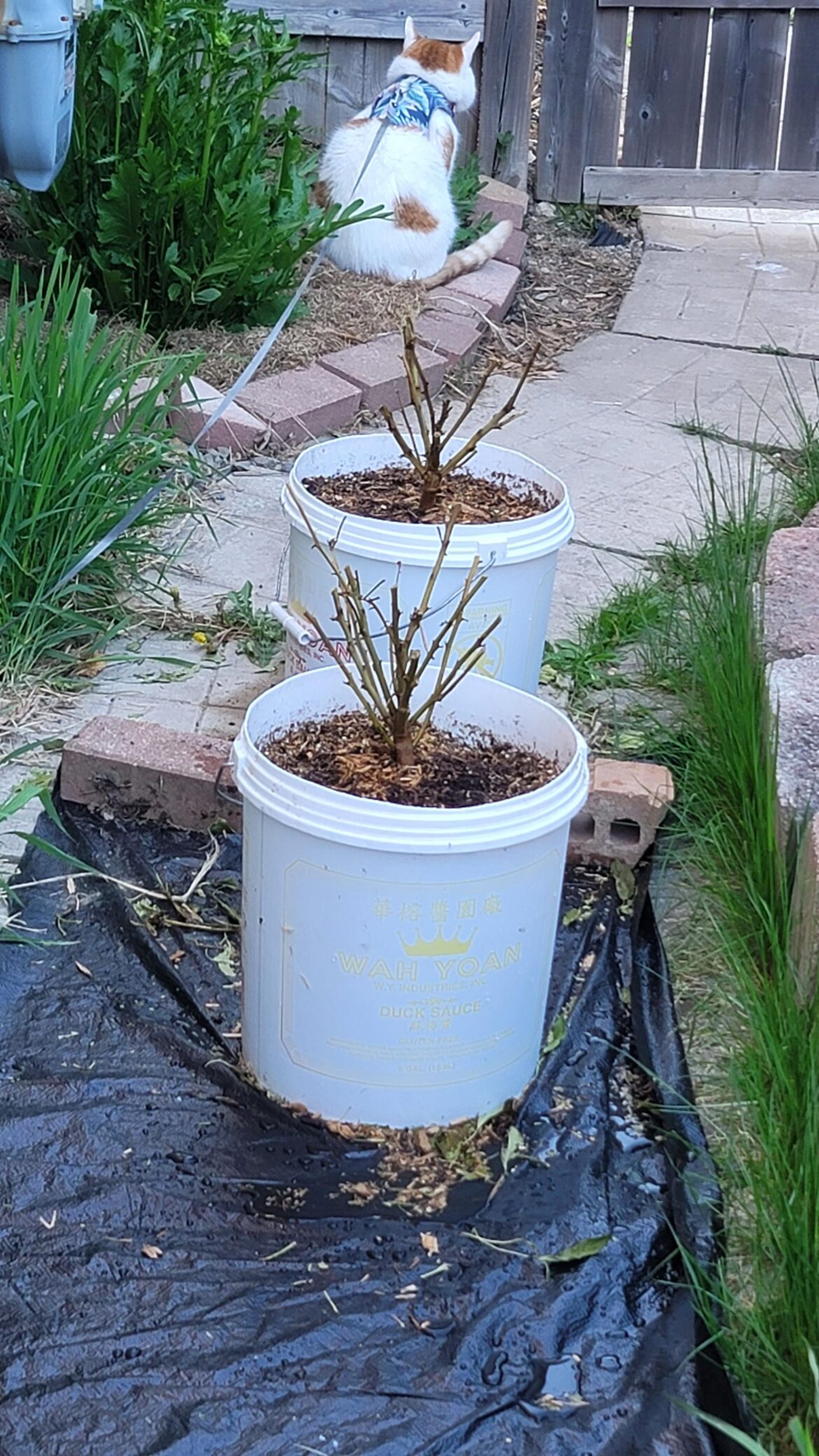 Had these guys at 10-15c and no sun over the winter. What's the chances they'll wake up?