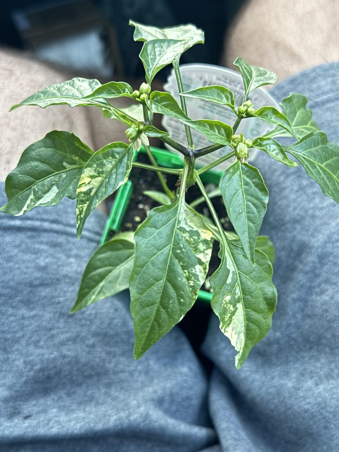 Found a variegated cayenne pepper when I told myself to only get soil…