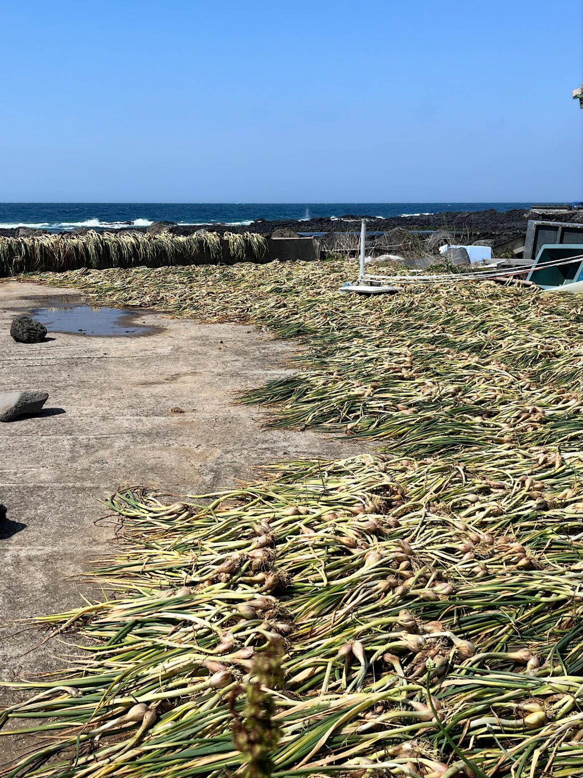 Shallots basking in the sun!