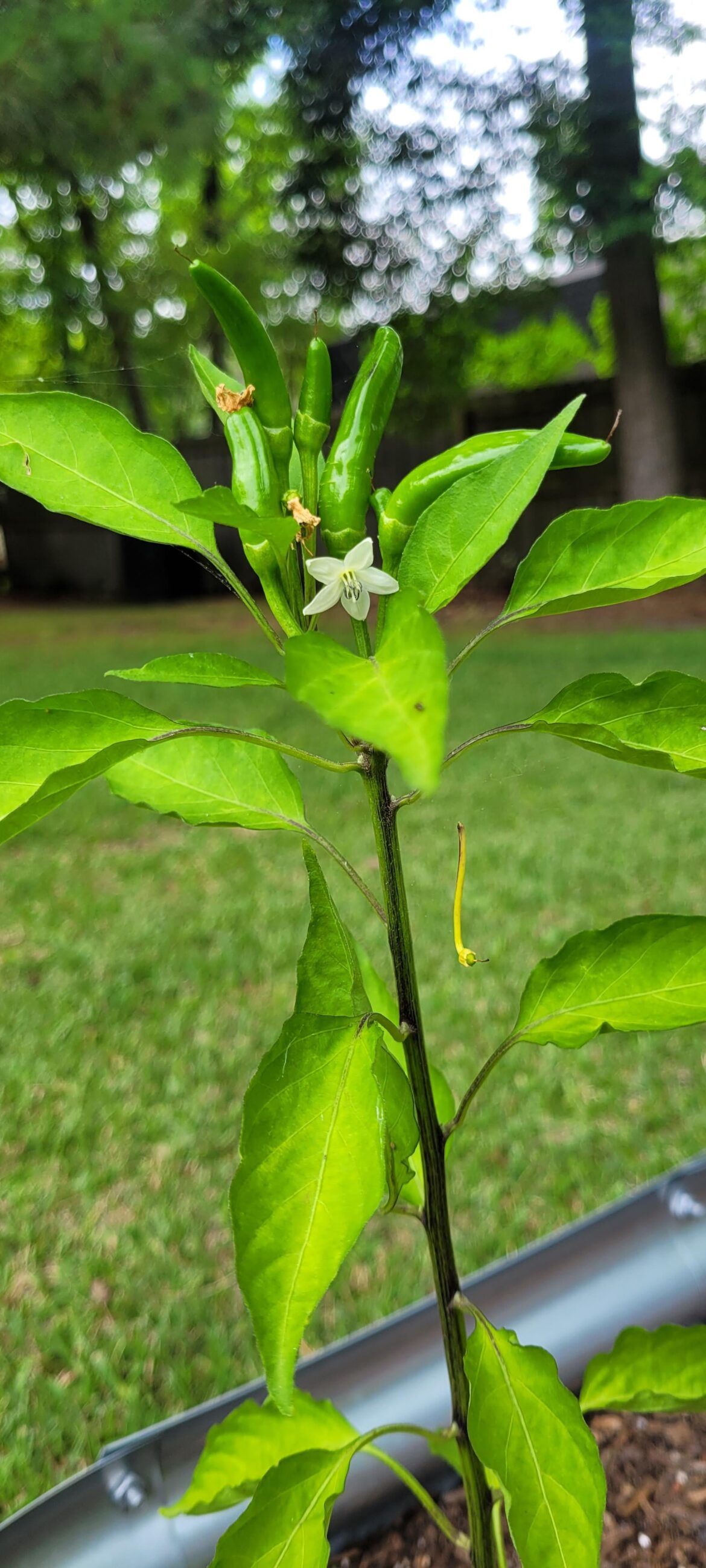 First Thai Chillis (FT it's protector)