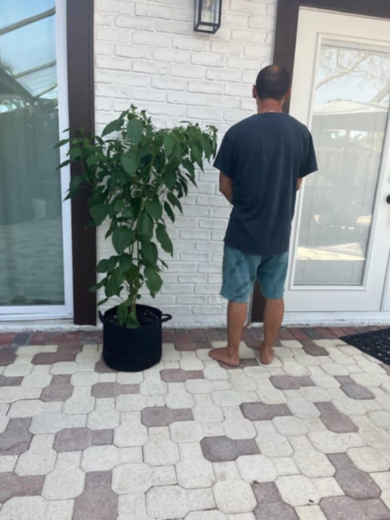 Sugar rush peach Stripey