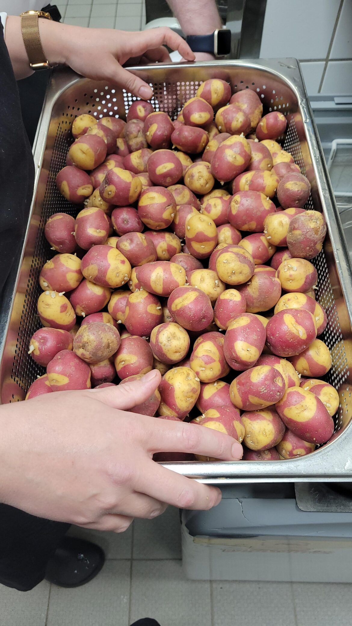 These hybrid potatoes were so beautiful! Never seen anything like it