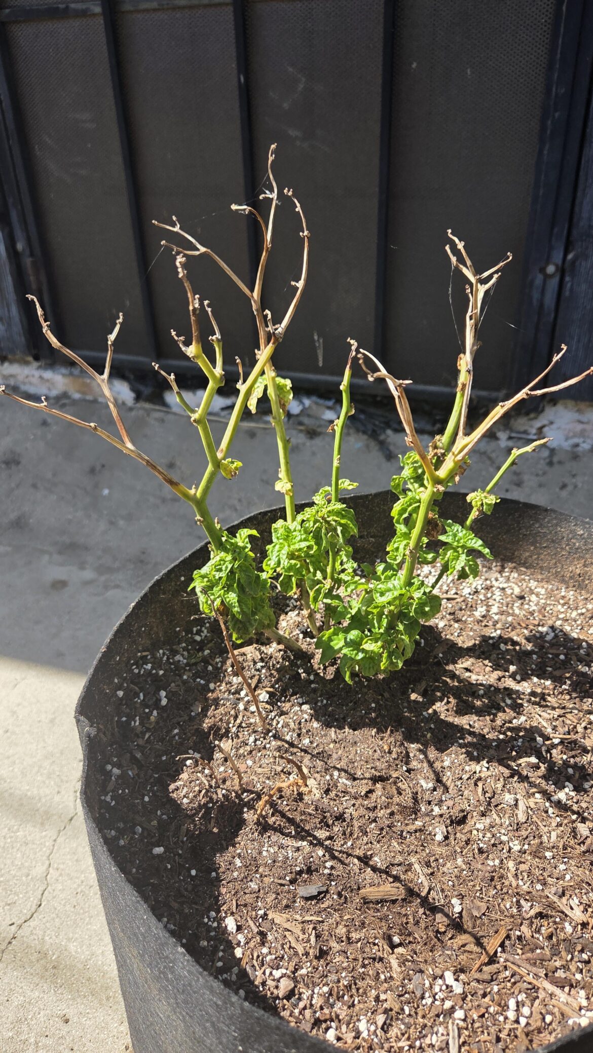 How do I bring this habanero plant back to life?