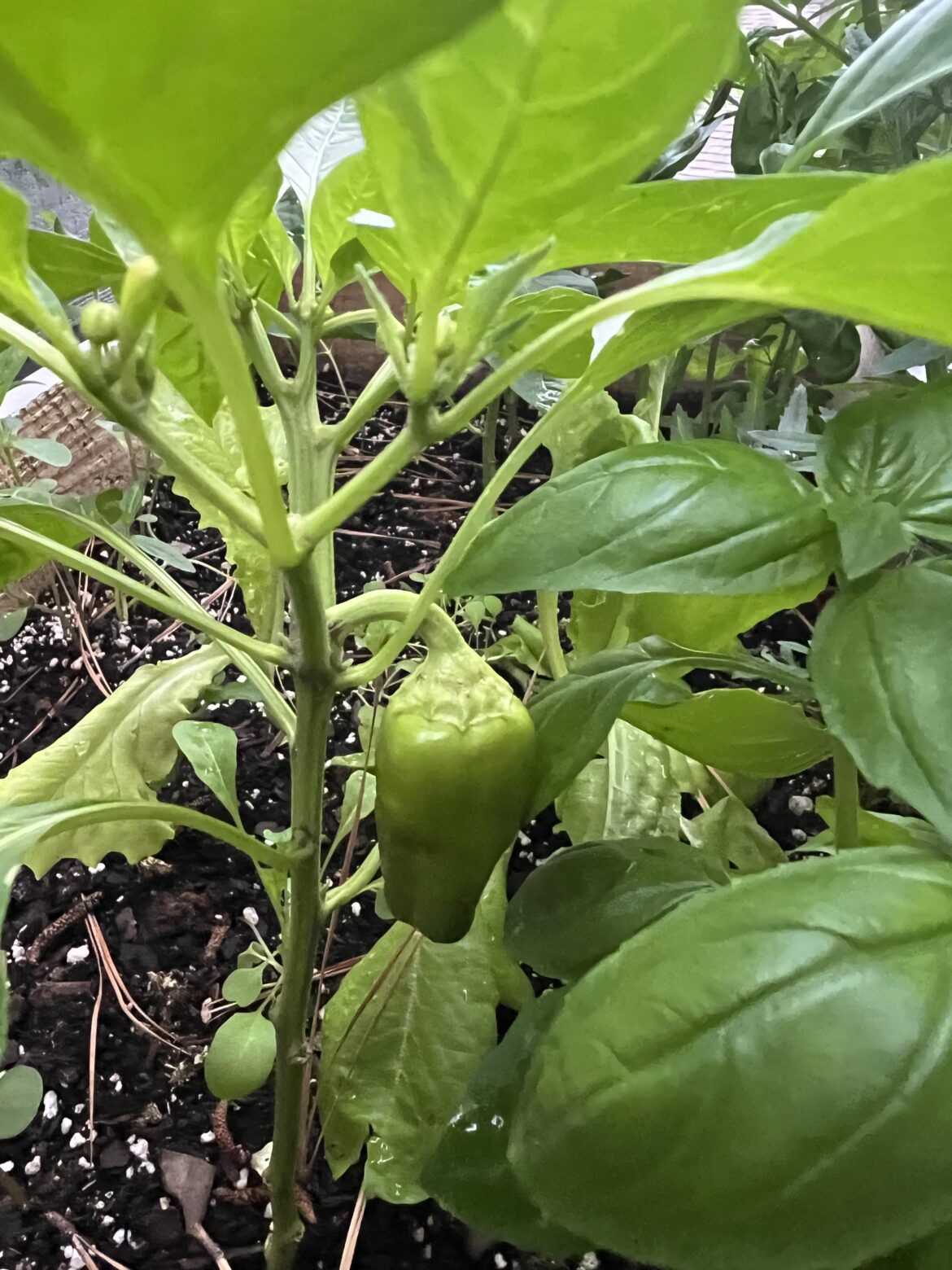 What kind of pepper is this?