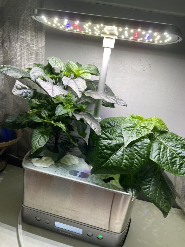 Day 44 vs day 30 from sprout in the aerogarden! (swipe through pics)