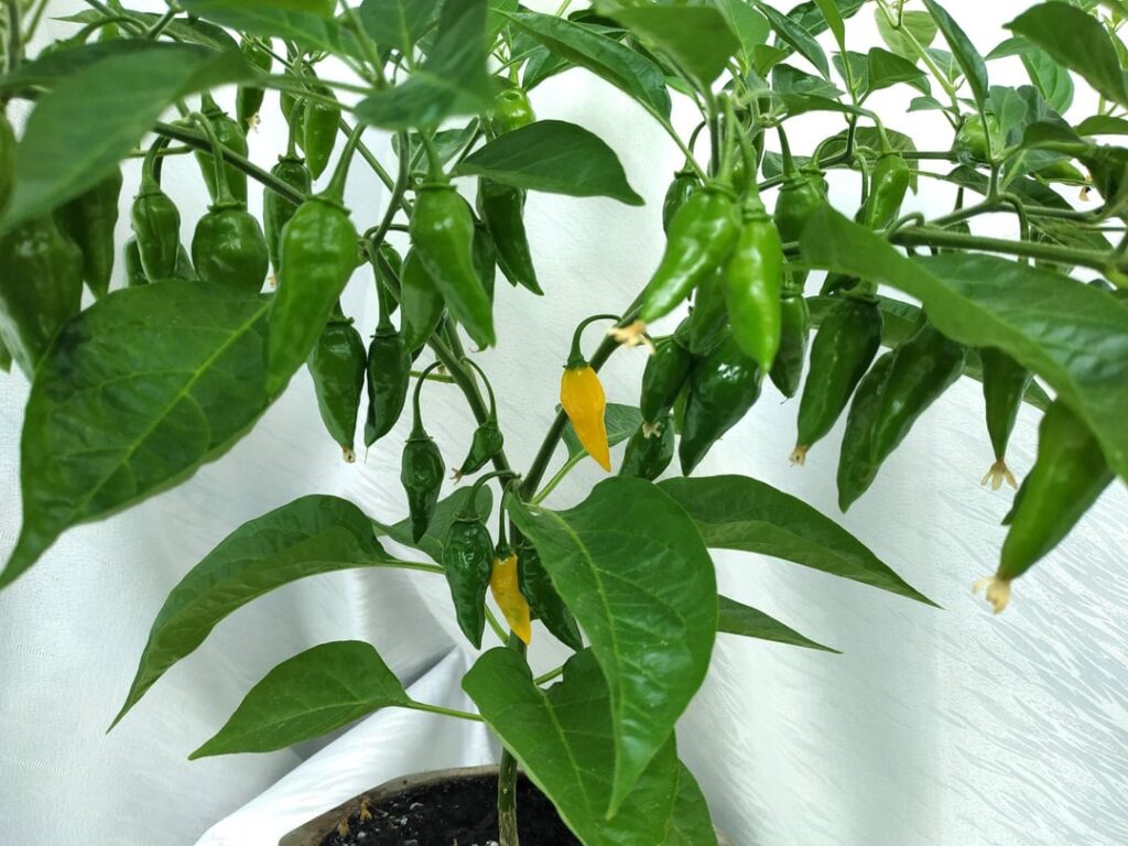 My Aji Limo (C. chinense) in a small pot