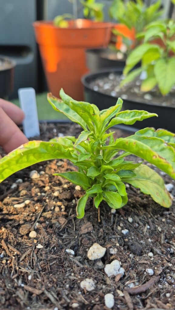 Can't wait to see the bush these turn into