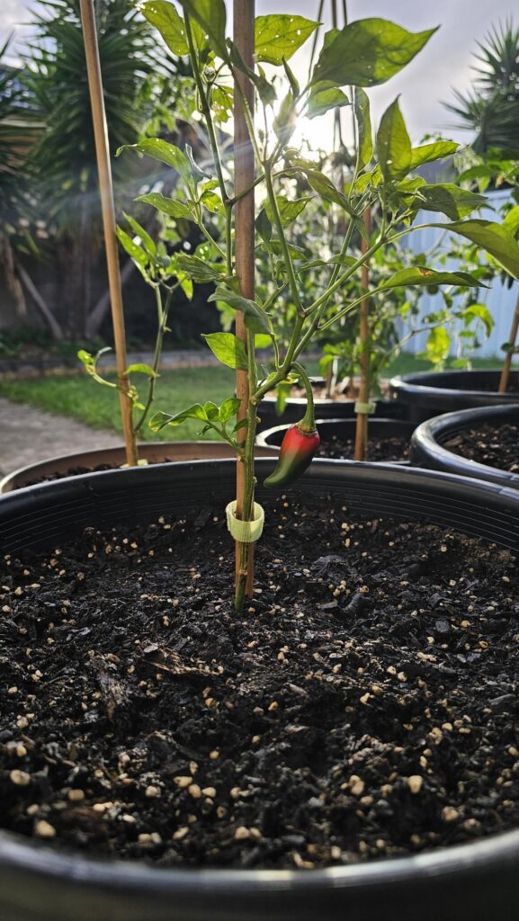 From jalapeño to Jolly-peño....(I'll see myself out now) 😅