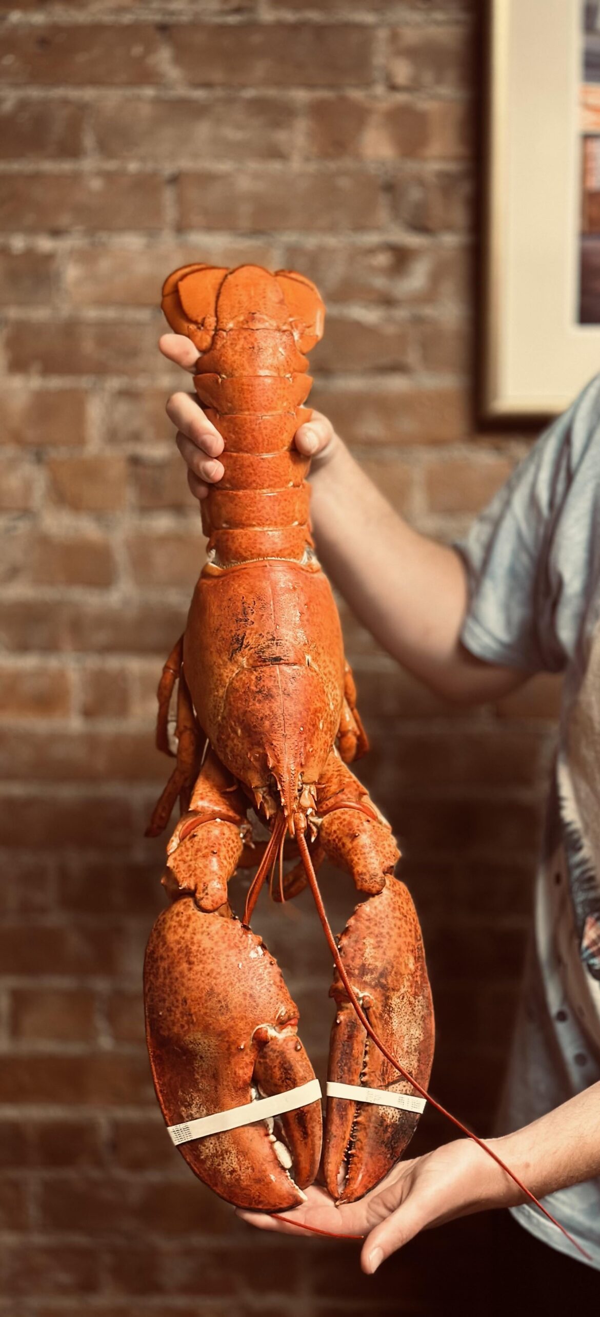 Saw a post of a 4 lb lobster from last week. Here’s my 7 pounder!