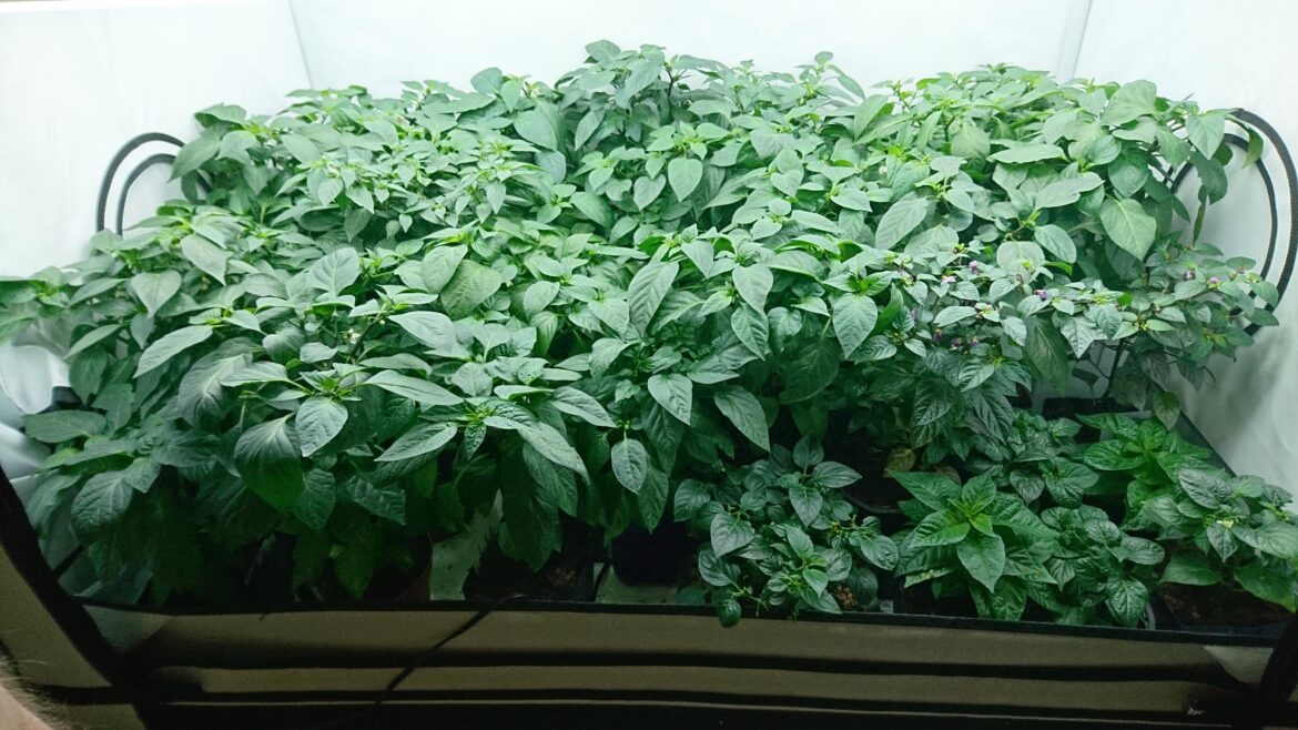 Almost time to plant them outside.