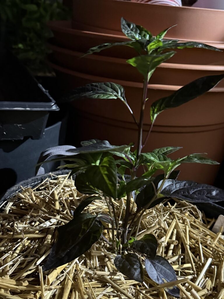 Shiny, happy peppers… Shiny, happy peppers…