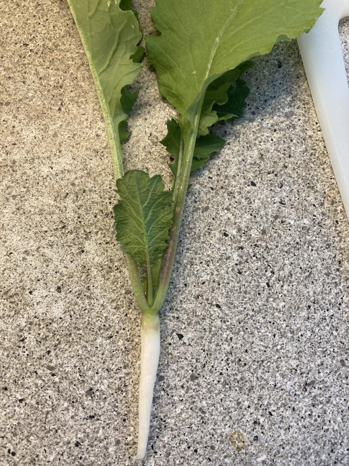 Soon it's time for 열무김치!!