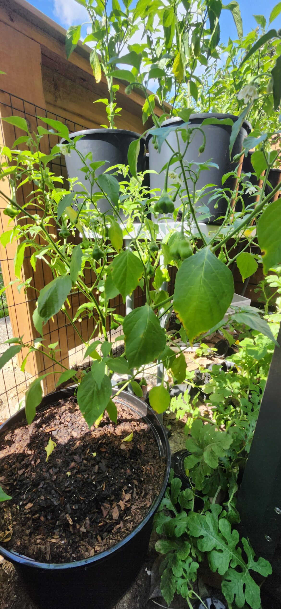 My mad hatter peppers