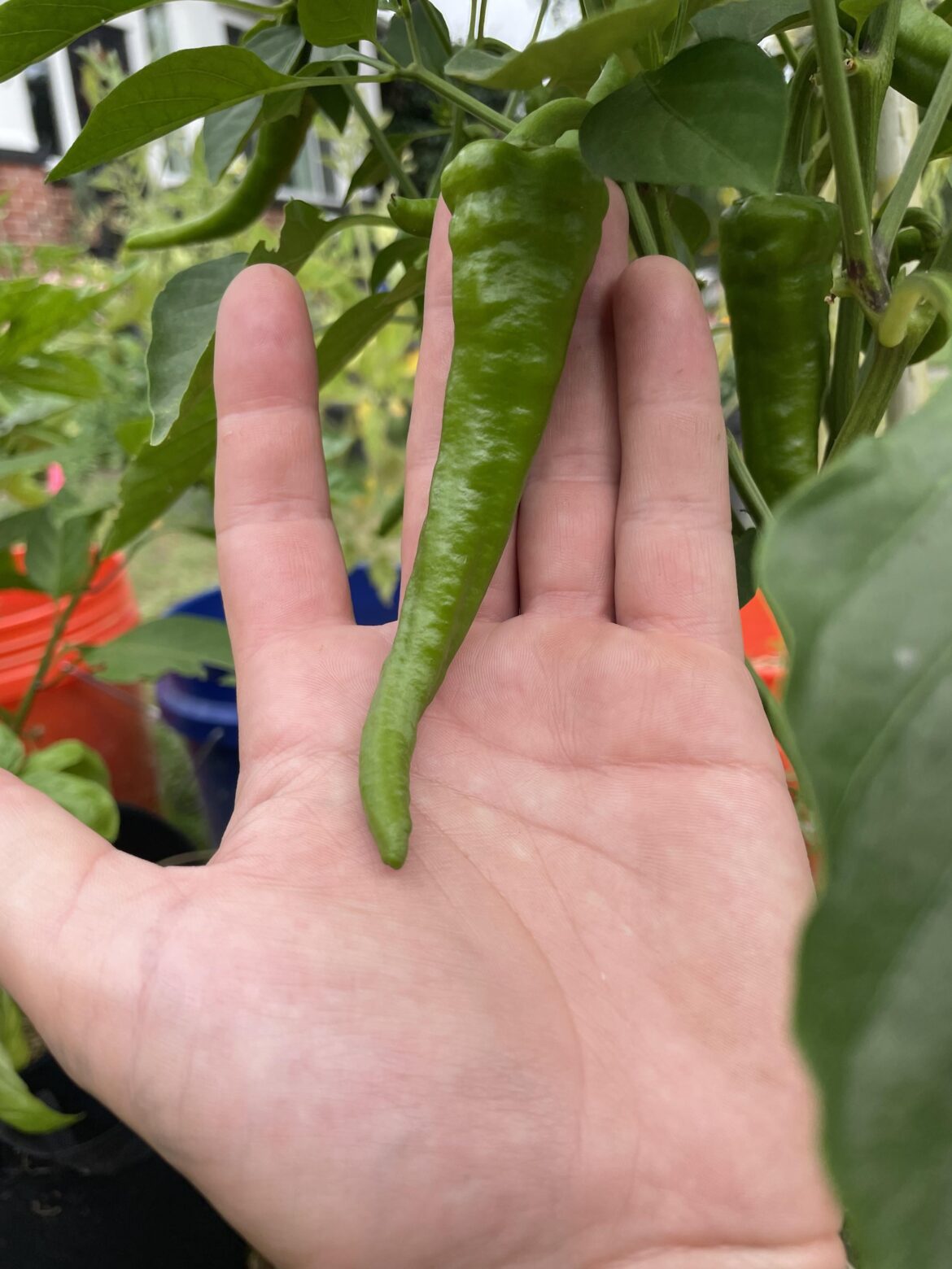 Bought cayenne seeds. Seems a bit off.  Opinions?