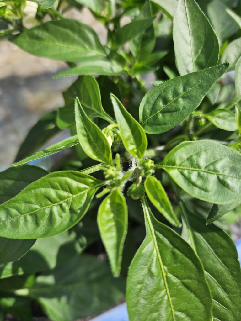 Anybody can help me identify what this is?