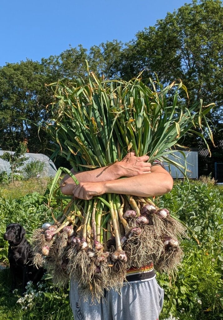Pulled half of our garlic today!