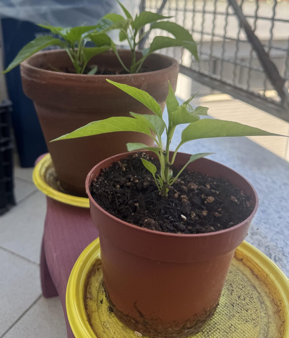 First timer questions