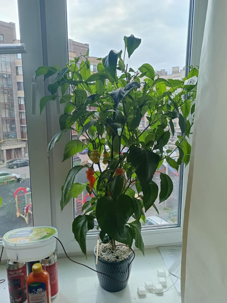 Sugar rush as a houseplant