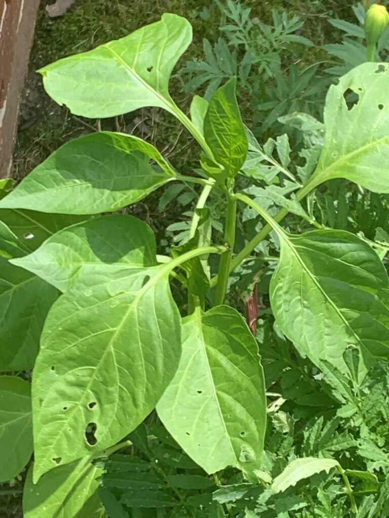 So,… I got really high and accidentally planted Marigolds over my Scotch Bonnets.