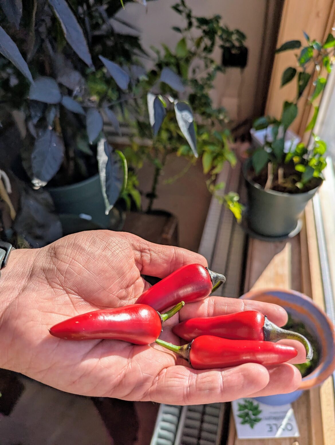 A humble first batch of the year...after surviving the 24-hour darkness of the polar night and now basking in the midnight sun!