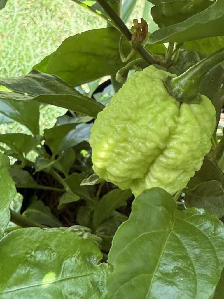 So, I might have gotten carried away with the seeds…