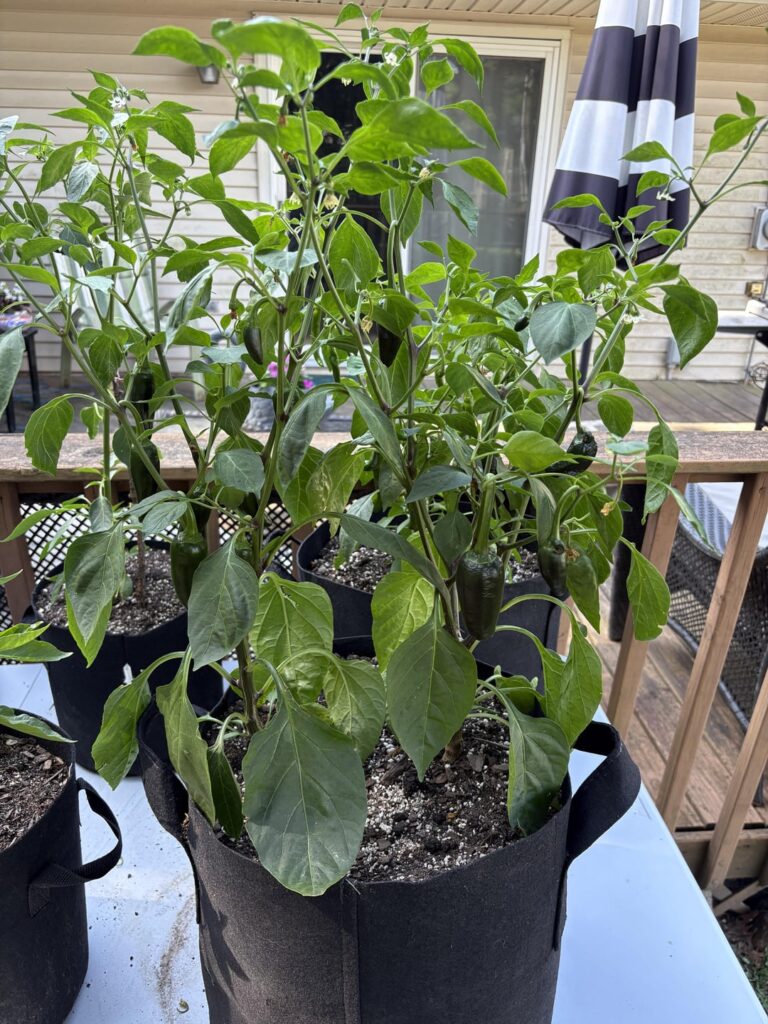 Jalapeños