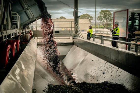 Treasury Wine Estates opens $15 million low and no winemaking facility – Drinks International Treasury Wine Estates opens $15 million low and no winemaking facility - Drinks International