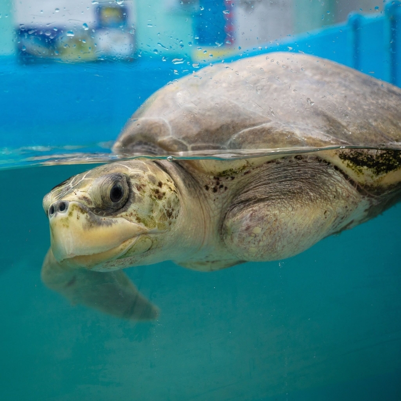 Kanifushi Rehabilitation