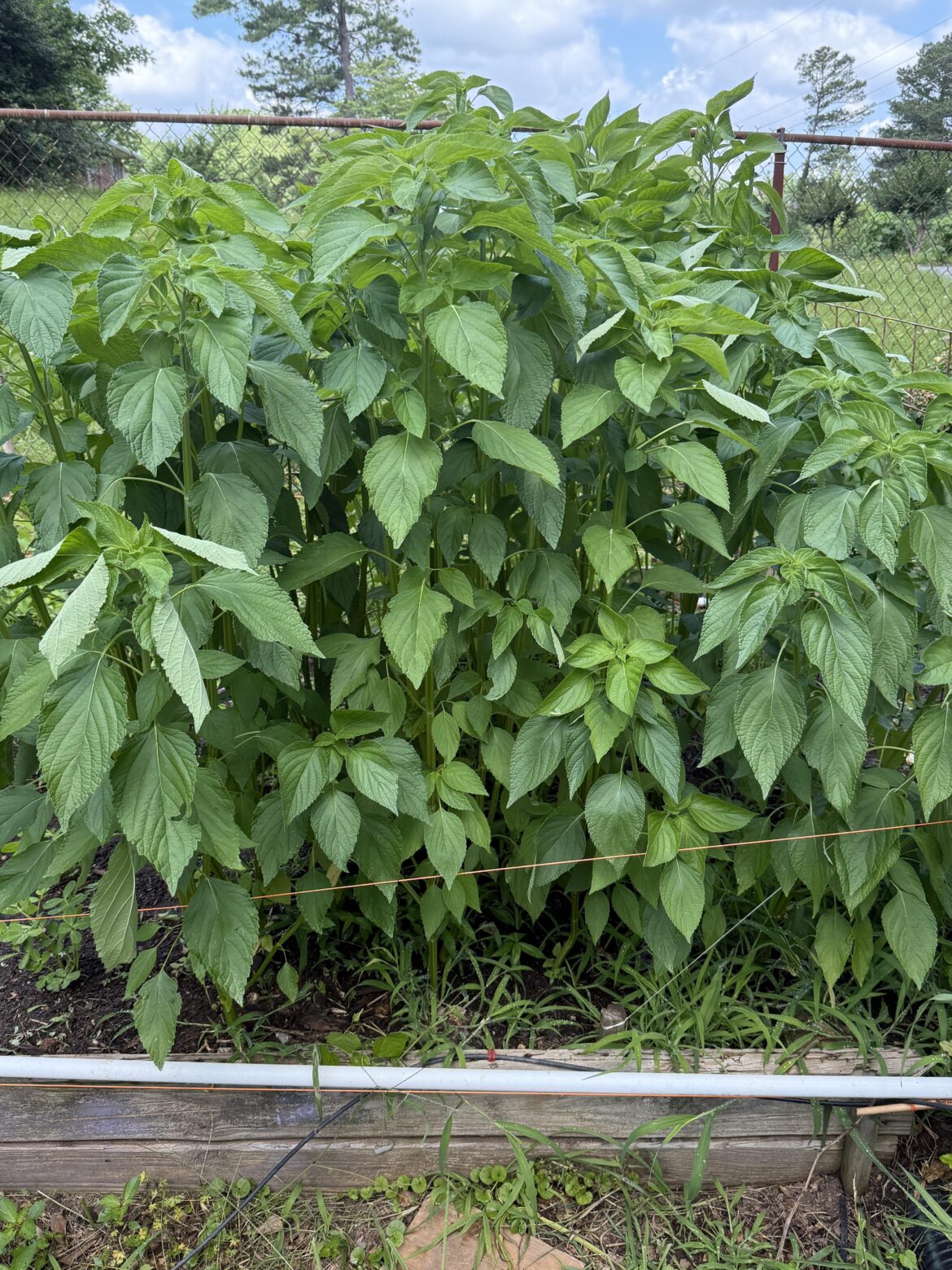 ENORMOUS BELL PEPPER PLANTS