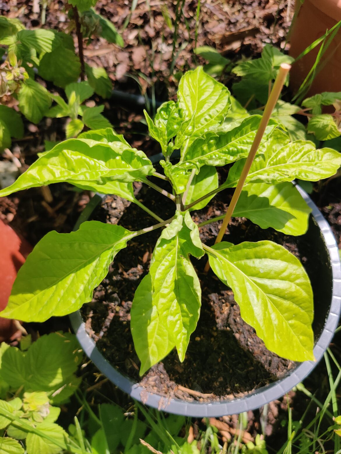 Habanero Plants Wrinkly And Dry Leaves