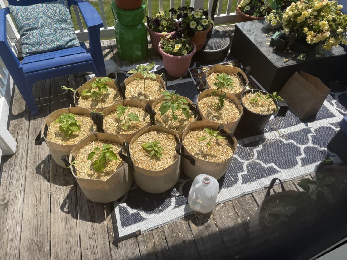 How much water do I give my peppers? How do I know it’s enough?