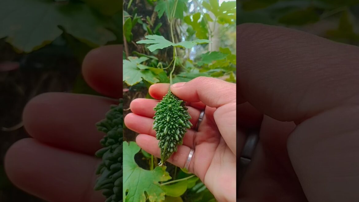 Bitter Gourd My Home Garden #vegetables #homegarden