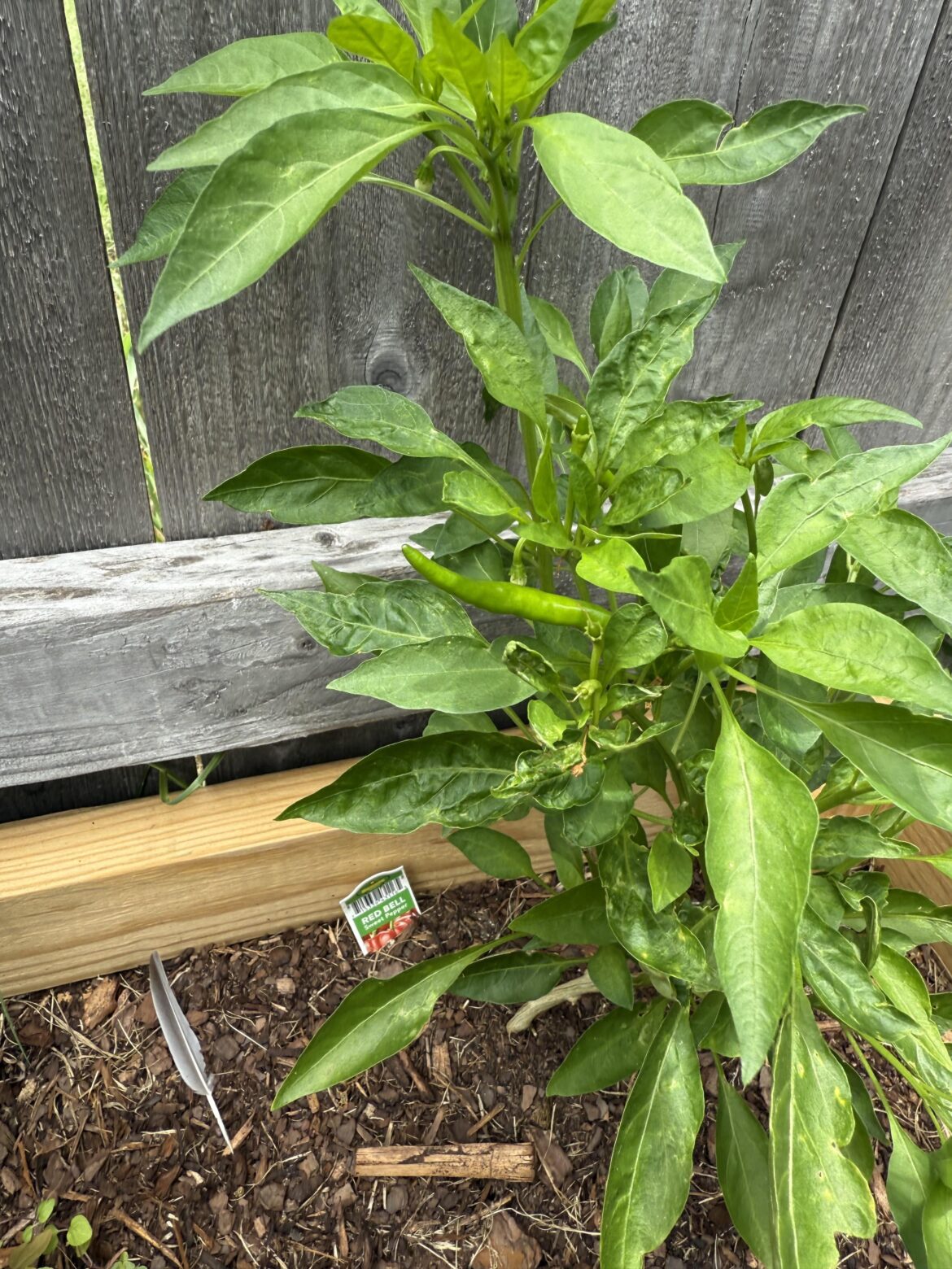 Can anyone identify this please, it was sold as a bell pepper...