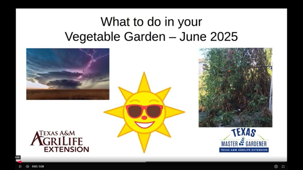 What To Do In Your Vegetable Garden – June 2025 What To Do In Your Vegetable Garden - June 2025