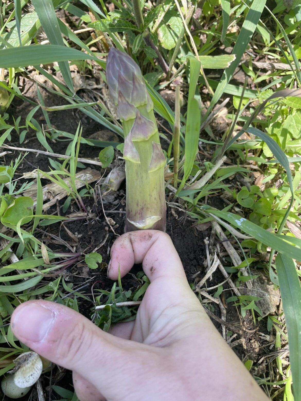 Moved into a rental with insanely established asparagus