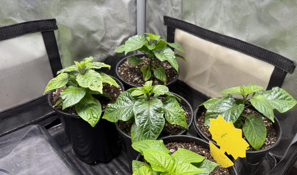 How’re my ghost pepper plants looking? How’re my ghost pepper plants looking?