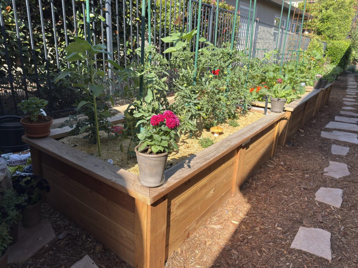 Anybody else check your garden before your 1st cup of coffee?