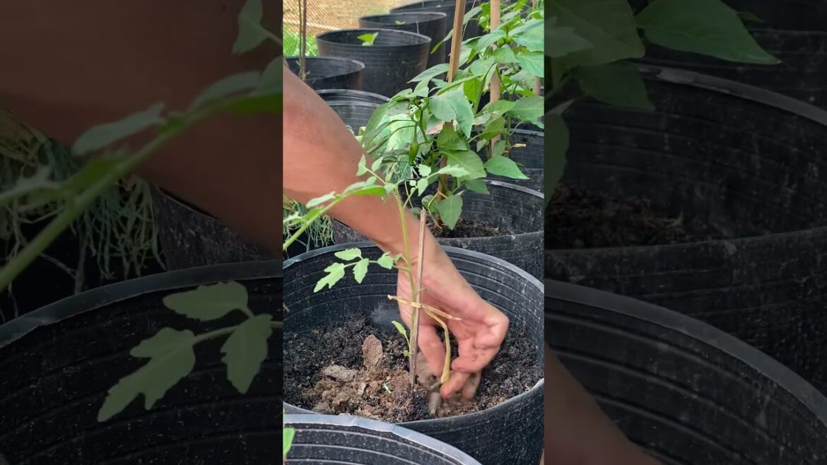 Tiny Garden#lifeisbutadream #roomtogrow #gardening #garden #plantingvegetables #vegetablegardening