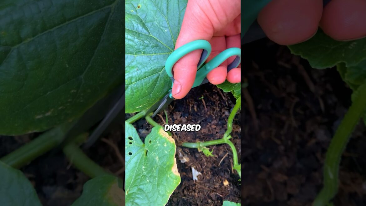 Pruning Cucumber Plants: Removing Suckers and Diseased Leaves#garden #tomata #gardening#agriculture Pruning Cucumber Plants: Removing Suckers and Diseased Leaves#garden #tomata #gardening#agriculture