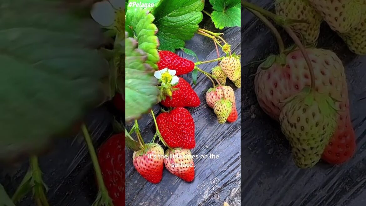Interesting facts about strawberries #gardening #vegetables #garden #strawberries #food #facts