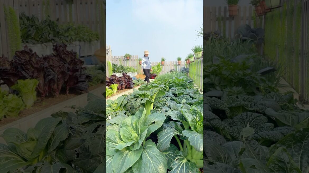 Havest Fruits #fruits #ruralharvest #garden #vegetablefarming #gardening #vegetablegarden