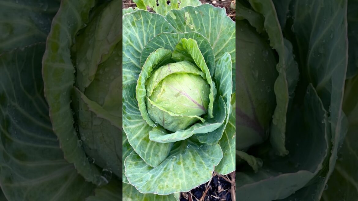 Bountiful backyard garden harvest #cabbage #pakchoi #bokchoy  #ihavethisthingwithplants